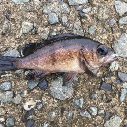 雨のあとの夕まずめ